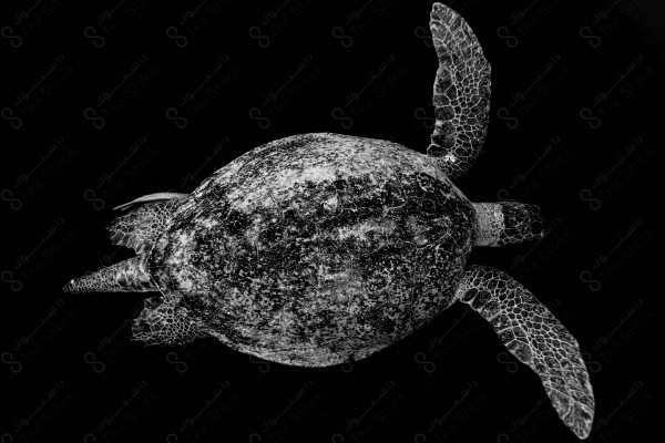 Black and white snapshot of a turtle in the depths of the sea, oceans and seas, sea creatures, marine life, ocean depths and seas.