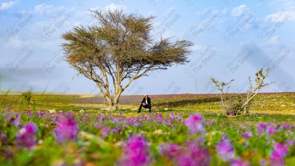 لقطة لشاب بحوله زهور الخزامى البنفسجي في محافظة رفحاء في المنطقة الشمالية بالسعودية ، صورة لربيع محافظة رفحاء ، الطبيعة في السعودية