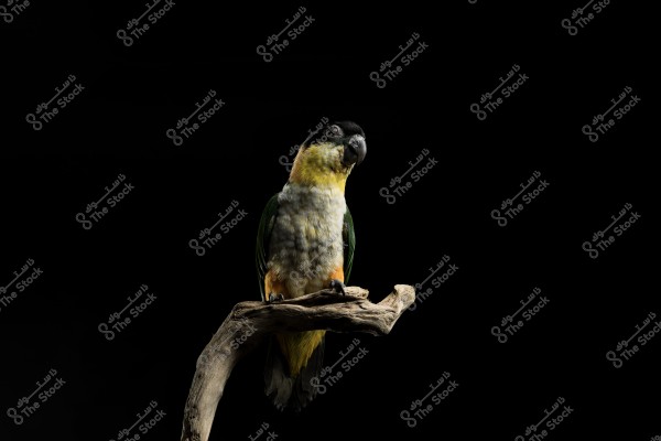 Image of a colorful parrot perched on a dry wooden branch against a black background. The parrot features green, yellow, and orange feathers with a black head and prominent eyes, giving it a striking and attractive appearance.