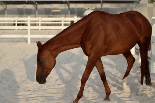 صورة مقربة لخيل عربي أصيل بني اللون في وسط الاسطبل نهارًا.