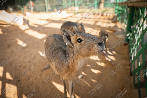 A capybara standing in an open sandy area with a green metal fence on the side. The sun casts shadows on the ground, with other similar animals in the blurred background.