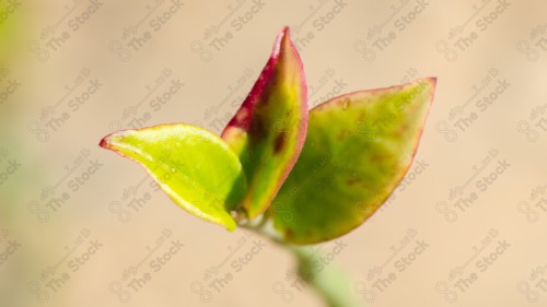 Close-up of green plant leaves, nature