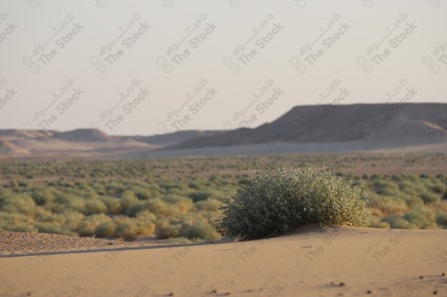 لقطة لمناظر صحراء الصمان في وسط السعودية، مجموعة من الاشجار الخضار