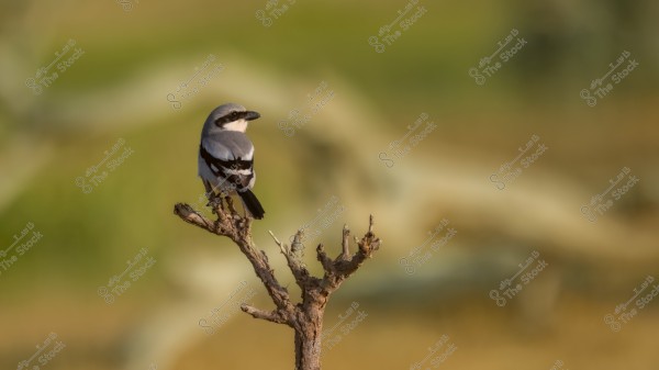 طائر صغير ذو ريش رمادي وأبيض وأسود يقف على غصن شجرة جاف. الطائر يلفت انتباهه إلى اليمين, والخلفية تتميز بضبابية بألوان خضراء وبنية تعكس طبيعة المنطقة.