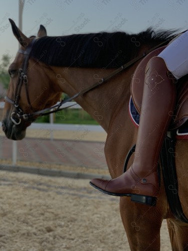 صورة مقربة لفارسة وخيل عربي أصيل ، تربية وتدريب الخيول ، إسطبل الأحصنة ، الخيل العربي الأصيل، الفروسية، هواية ركوب الخيل