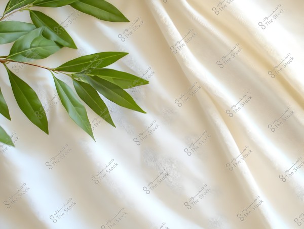 An image showing branches of a plant with lush green leaves on a backdrop of soft white fabric. The leaves are elegantly arranged on the top left corner of the image, adding a natural and serene touch.
