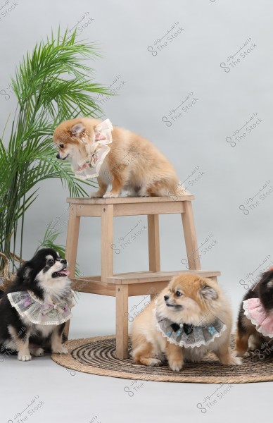 Four small Pomeranian dogs wearing playful decorative collars. Three dogs are sitting around a circular straw mat, while one is sitting on a small wooden stool. The background is a white wall with a green plant on the left side.