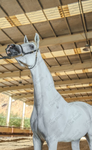 لقطة لخيل عربي بلون الابيض بأسطبل نهارًا ، سباقات الخيل ، جمال خيل العربي ، قفز الحواجز .