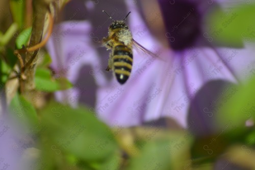 Focus shot of a bee flying over a field of flowers during the day