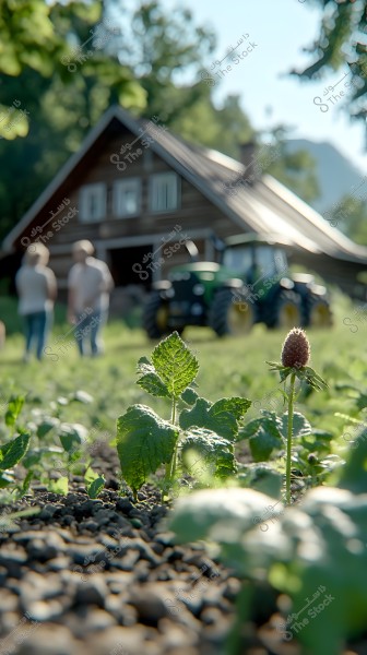 An image depicting green plants growing in the foreground, with a wooden house blurred in the background and part of a tractor. Two people can be seen standing near the house amidst the green landscape.