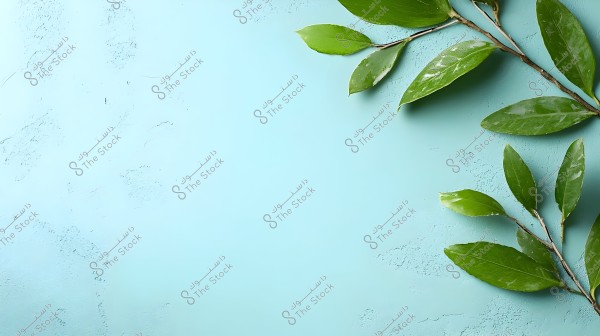 Image of a plant branch with green leaves on a light blue background. The leaves are glossy and symmetrically arranged on the branch, which extends from the top right towards the bottom.
