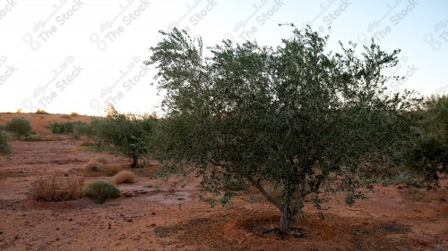 لقطة تظهر فيها شجرة زيتون في احدى المزارع بمنطقة الجوف في مدينة سكاكا شمال السعودية