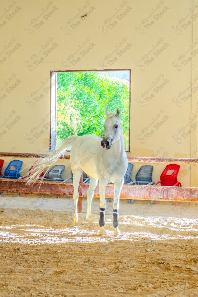 لقطة لخيل عربي بلون الابيض بأسطبل نهارًا ، سباقات الخيل ، جمال خيل العربي ، قفز الحواجز .