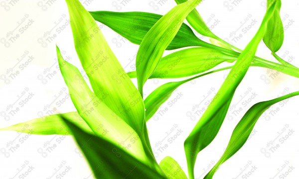 Image of a plant on a white background, green plants, tree leaves