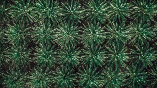 An overhead shot of greenish palms in one of the palm farms.