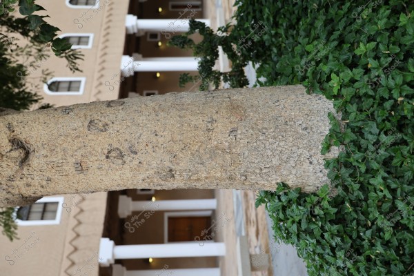 Image showing a portion of an old-looking tree trunk, with dense green foliage covering the ground on the right. In the background, there is a building with traditional architectural style, featuring white columns and arched windows.