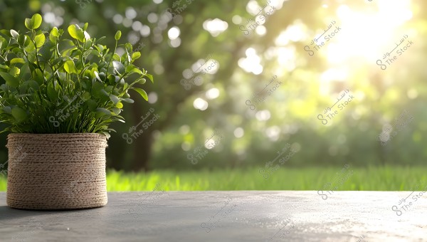 An image showing a green plant in a pot wrapped with rope placed on a wooden surface. The background is blurred, revealing a natural scene of a garden or forest illuminated by sunlight filtering through the trees.