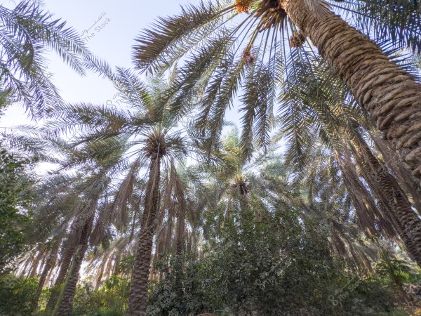 منظر للأشجار النخيل العالية تحت السماء الزرقاء في بستان.