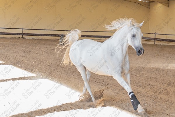 لقطة لخيل عربي بلون الابيض بأسطبل نهارًا ، سباقات الخيل ، جمال خيل العربي ، قفز الحواجز .