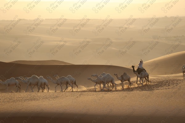 لقطة لمجموعة من الجمال تسير بالصحراء الربع الخالي نهارا ، كثبان رملية، صحراء الربع الخالي .