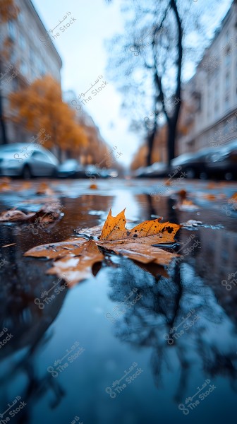 Close-up of a wet brown autumn leaf on a wet street surface, with reflections of trees and blurred cars in the background. The street is lined with buildings on both sides, and the bright yellow hue of the tree leaves dominates the scene.