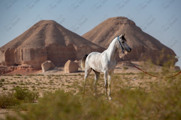 صورة لخيل عربي أصيل أبيض اللون في وسط صحراء العلا بالسعودية وتبدو السماء صافية نهارًا ، تربية وتدريب الخيول ، الخيل العربي الأصيل.