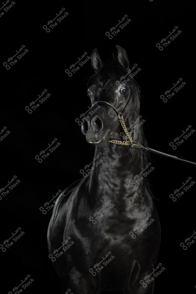 An image of a shiny black horse clearly visible against a black background. The horse is wearing a simple bridle with a dangling gold chain. The details of the fur and muscles are depicted realistically, enhancing the beauty and majesty of the animal.
