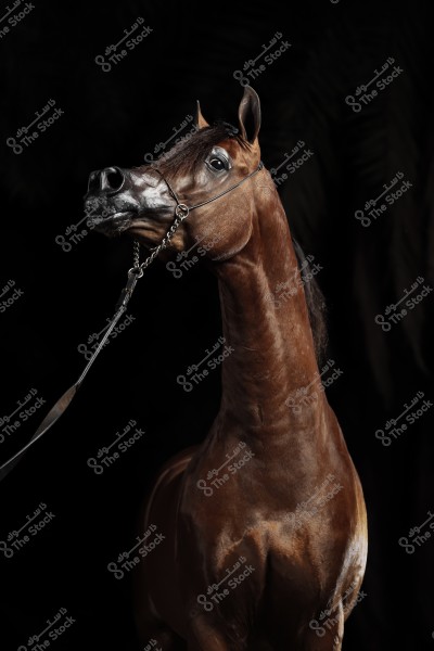 صورة لحصان عربي أصيل يظهر بفروه اللامع البني الداكن. الرأس مرفوع بشكل نبيل وتظهر تفاصيل الرأس والرقبة بوضوح, مع مقود معدني أسود اللون. الخلفية سوداء مما يبرز التفاصيل الرائعة للحصان.