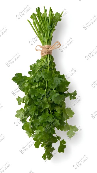 A bunch of fresh parsley with shiny green leaves, tied with a light brown natural string. The leaves are neatly arranged and displayed against a clear white background.