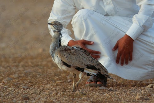 رجل سعودي يرتدي الثوب السعودي يجلس عند طائر الحبارى لحظة إطلاقه