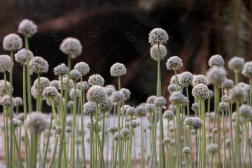 A group of white flowers in an onion seed field, Saudi Arabia