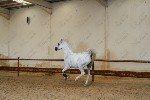 لقطة لخيل عربي بلون الابيض بأسطبل نهارًا ، سباقات الخيل ، جمال خيل العربي ، قفز الحواجز .