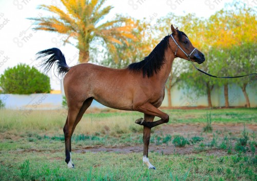 صورة مقربة لخيل عربي أصيل بني اللون في احد الاسطبلات ، تربية وتدريب الخيول ، الخيل العربي الأصيل.