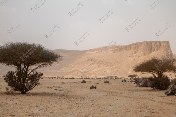 A landscape of a vast desert with scattered sparse trees. A large rocky mountain is visible in the background under a light gray cloudy sky. The ground is dry, consisting of sand and small pebbles.