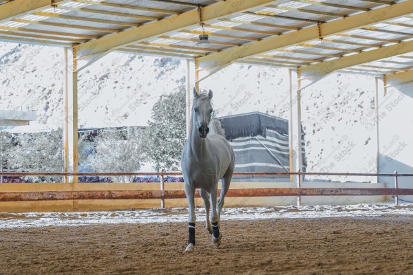 لقطة لخيل عربي بلون الابيض بأسطبل نهارًا ، سباقات الخيل ، جمال خيل العربي ، قفز الحواجز .