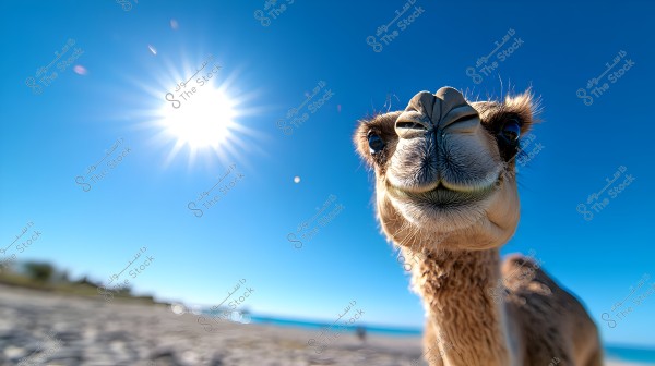 A joyful camel approaches the camera on a sandy beach under a clear blue sky with the sun shining brightly. The distant background shows the sea and a few trees. The camel appears curious and playful.