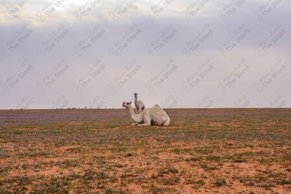 لقطة لمجموعة زهور الخزامى البنفسجي في محافظة رفحاء وتظهر الجمال في المنطقة الشمالية بالسعودية ،ربيع محافظة رفحاء ، نيوم، ابل ،الطبيعة في السعودية