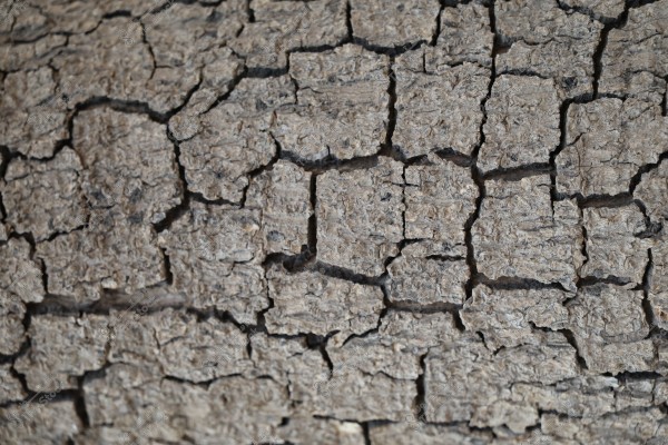 Close-up image of a cracked and dry surface, featuring numerous large and small fissures. The surface is composed of a gray material resembling soil or tree bark.