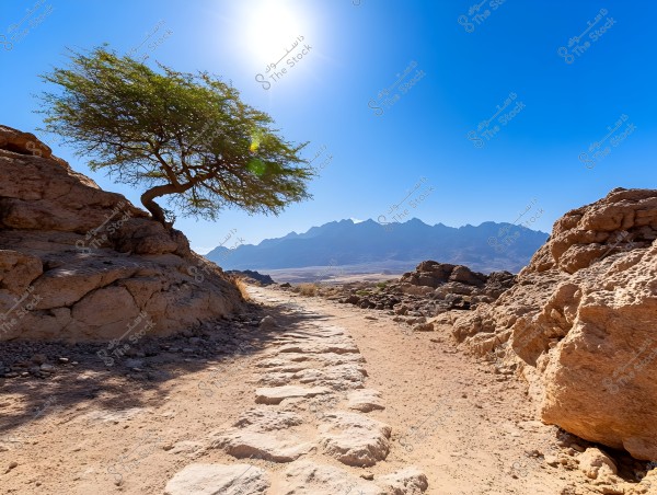 A stony desert path winds through a mountainous landscape, with a solitary tree growing on a rock to the left. The sky is clear blue with a bright sun shining.