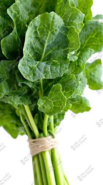 An image of a bundle of fresh green spinach leaves, tied at the stems with a string. The leaves are large and glossy, with water droplets visible, indicating they were recently washed. The background is a pure white, making the green leaves stand out.