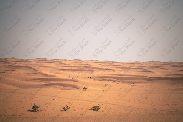 A shot of sand dunes in the Saudi desert showing a clear sky during the day, the Empty Quarter, desert areas.