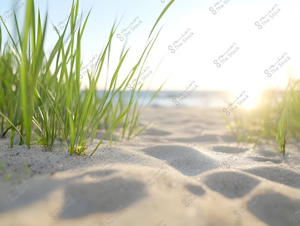 An image depicting a sandy beach lit by the golden rays of the sunset. Tall green grass plants grow sporadically through the sand. In the background, the sea is visible with calm waters under a clear sky.