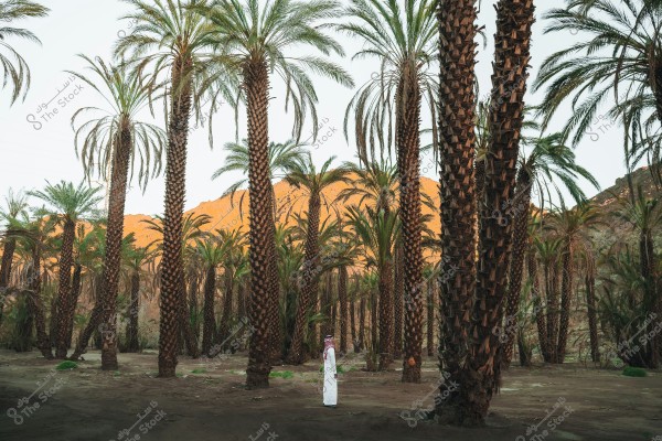 A person wearing traditional attire stands among tall palm trees in a desert oasis. In the background, there are distant sand dunes and a clear sky. The scene conveys a serene atmosphere and a tourist experience in a natural desert setting.