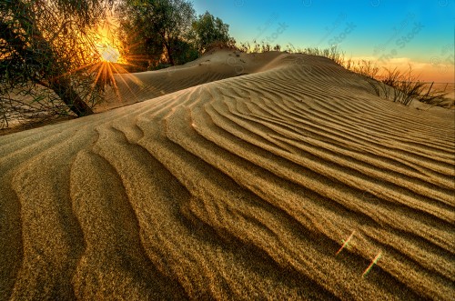 A shot of golden sand dunes and a tree in the middle of the desert, the sunset scenery decorates the sky.