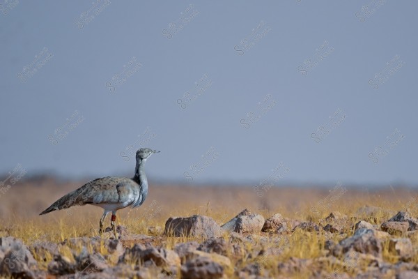 Image of a bustard bird standing in a dry desert environment. The bird features gray plumage with a striped pattern on the neck, standing amidst dry grass and small rocks. The sky is clear and blue in the background, highlighting the arid nature of the setting.