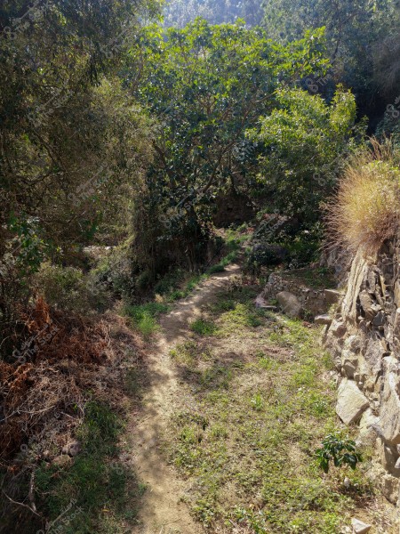 A narrow dirt path runs through a dense forest with lush green trees and plants. Stone walls are visible on the right side, with dry plants in the foreground, creating a serene natural setting.