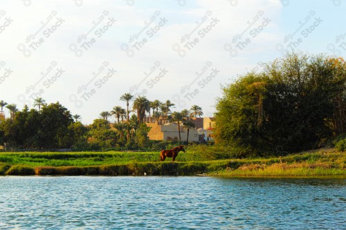 حصان يقف على ضفة البحيرة ويظهر خلفه أحد المنازل الريفية المحاطة بمجموعة من النخيل نهارًا