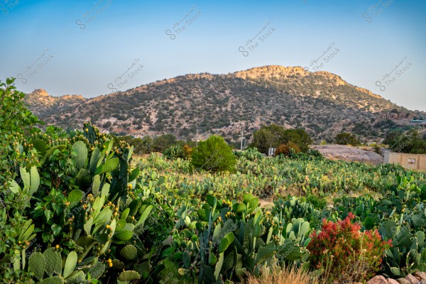 A landscape view depicting hills covered with desert vegetation under a clear blue sky. In the foreground, there are large green cactus plants and some small shrubs, while the background features hills with scattered trees and plants. Some small buildings are partially visible among the vegetation on the right side of the image.