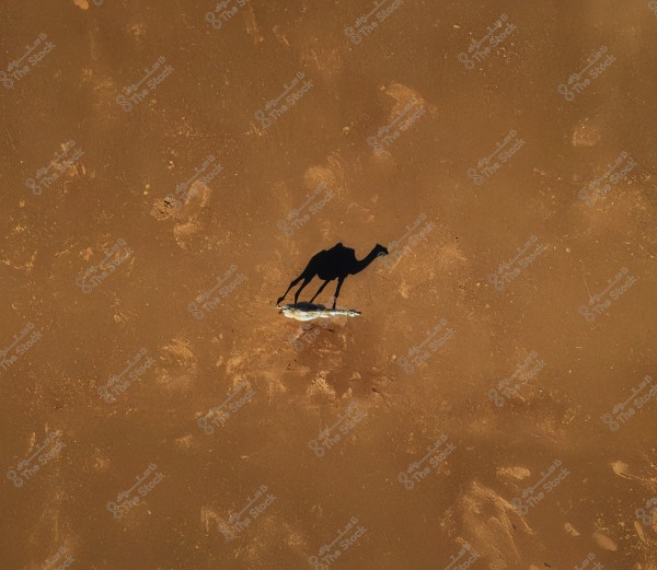 An aerial photo showing the shadow of a camel walking next to a small tree in the desert. The ground is brown with an uneven texture, showing signs of wind and sand patterns.