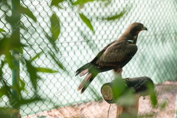 A brown eagle perched on a wooden stump inside a fenced area. Foliage is visible in the foreground, adding depth to the image. The wire fence is clear in the background, indicating a wildlife protected environment.